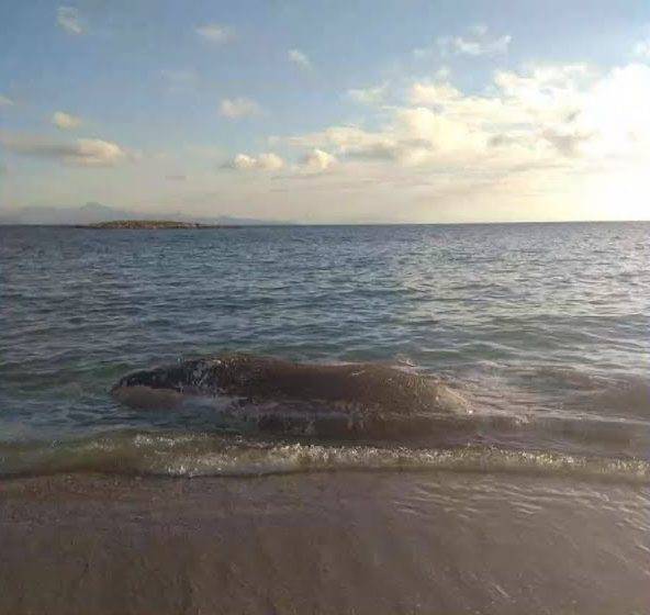 Νεκρή φάλαινα σε παραλία της Κερατέας
