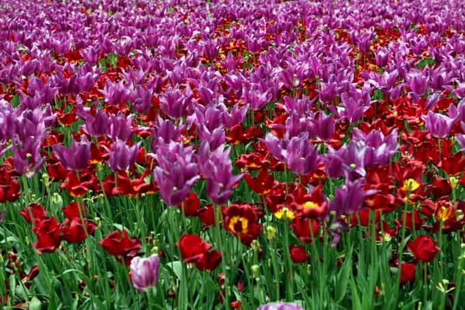 Δανάη Στράτου: Λουλούδια Ελλάδα Ολλανδία