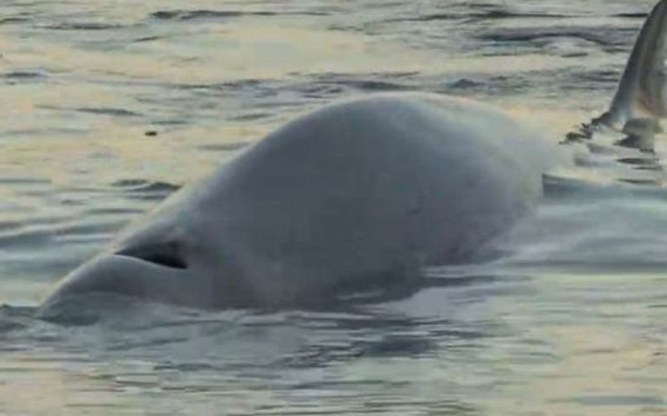 Μια μικρή φάλαινα φυσητήρας βρέθηκε λίγα μέτρα από την παραλία του Αλίμου, καθώς φαίνεται να έχει αποπροσανατολιστεί.