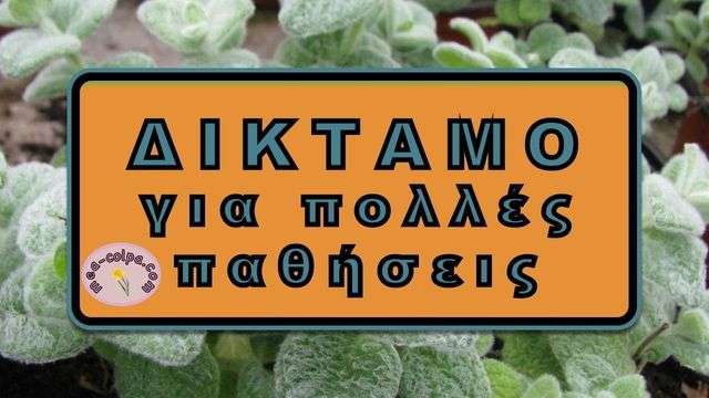 Δίκταμο, το πολύτιμο βότανο της Κρήτης